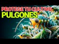 Los pulgones. Un serio problema en la agricultura.