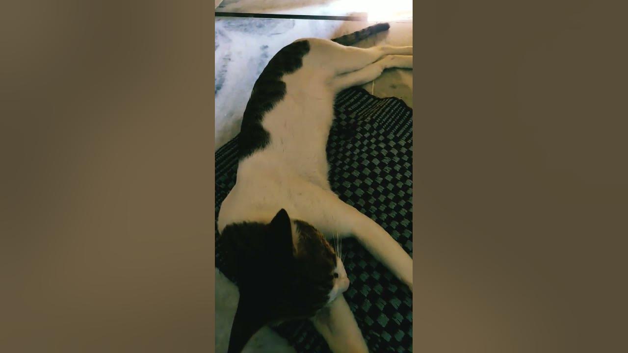 #song #music #lyrics #cover #cat #adoptastray #moviemusic #cute #pupyy