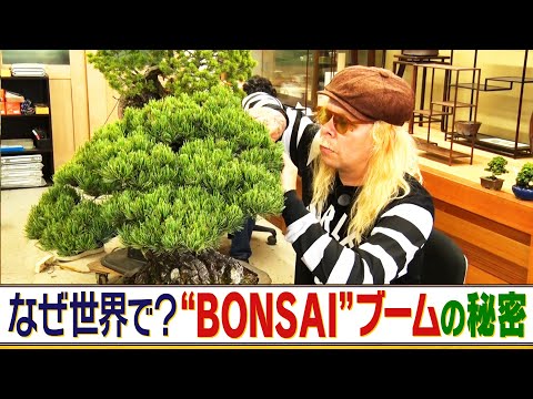 世界で盆栽ブーム!生産量日本一の香川県で“若い愛好家”から“海外のファン”まで新たな生産者育成に注力 BONSAI産地復活への歩みを取材【香川・高松】