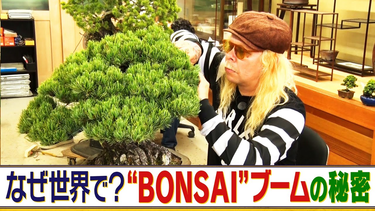 世界で盆栽ブーム！生産量日本一の香川県で“若い愛好家”から“海外のファン”まで新たな生産者育成に注力　BONSAI産地復活への歩みを取材【香川・高松】