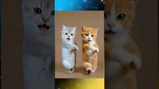 Viral Cat Dance #shorts
