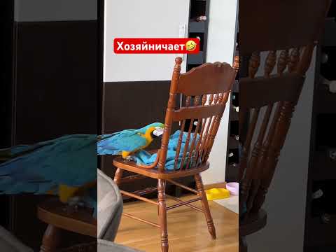 Попугай ара хозяйничает