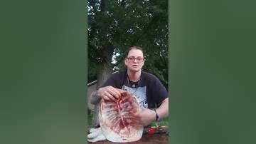 Cleaning a Soft Shell Turtle part 2