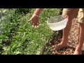 Harvesting Chamomile and Peppermint for Making Tea