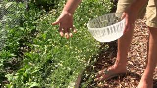 Harvesting Chamomile and Peppermint for Making Tea