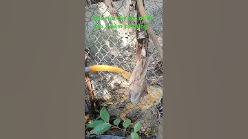 Sục rửa cây lọc nước giếng khoan nhiễm sắt phèn