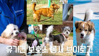 #2 유기견 보호소 봉사활동 브이로그 - 입양을 기다리는 아이들