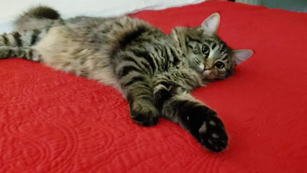 Charlie at One Year Old YouTube
