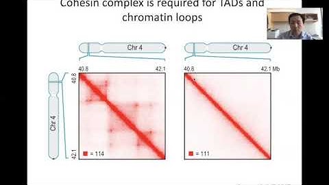 STAT115 Chapter 15.4 TAD Function and Loop Anchors