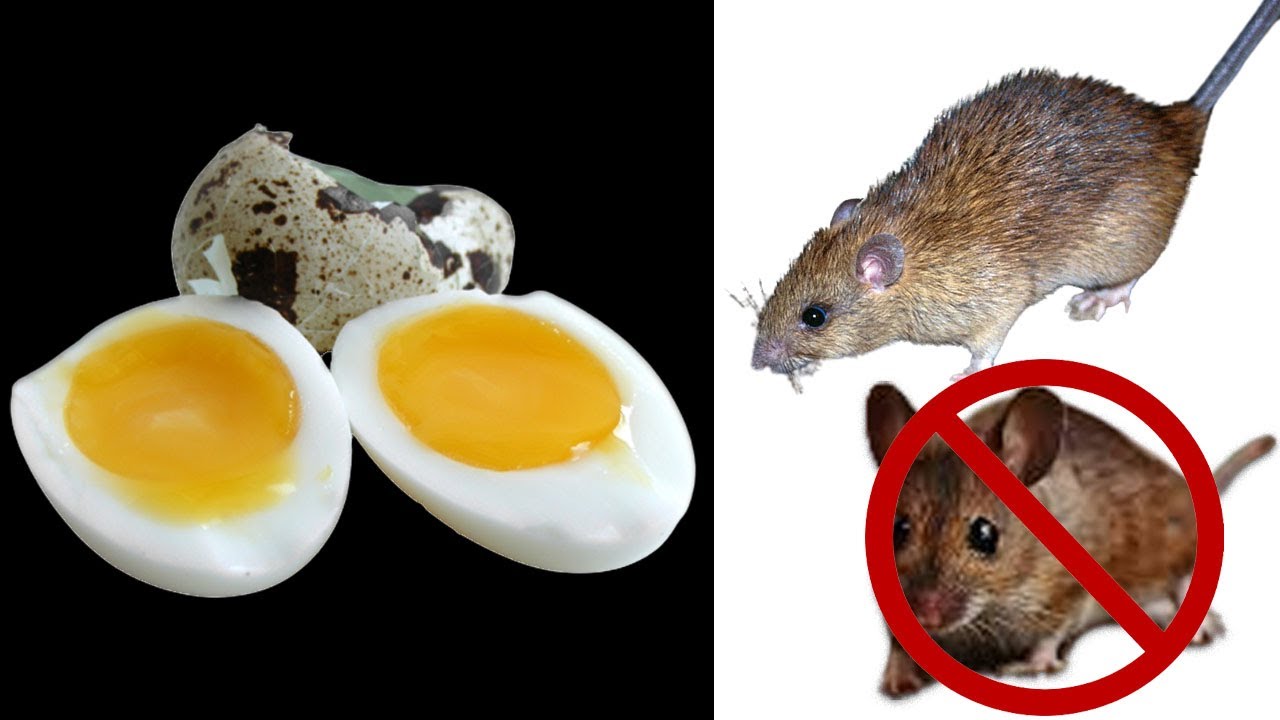 MAGIC OF EGG How To Trap Rats Within 10 minutes Home Remedy Mr. Remedy Trick YouTube