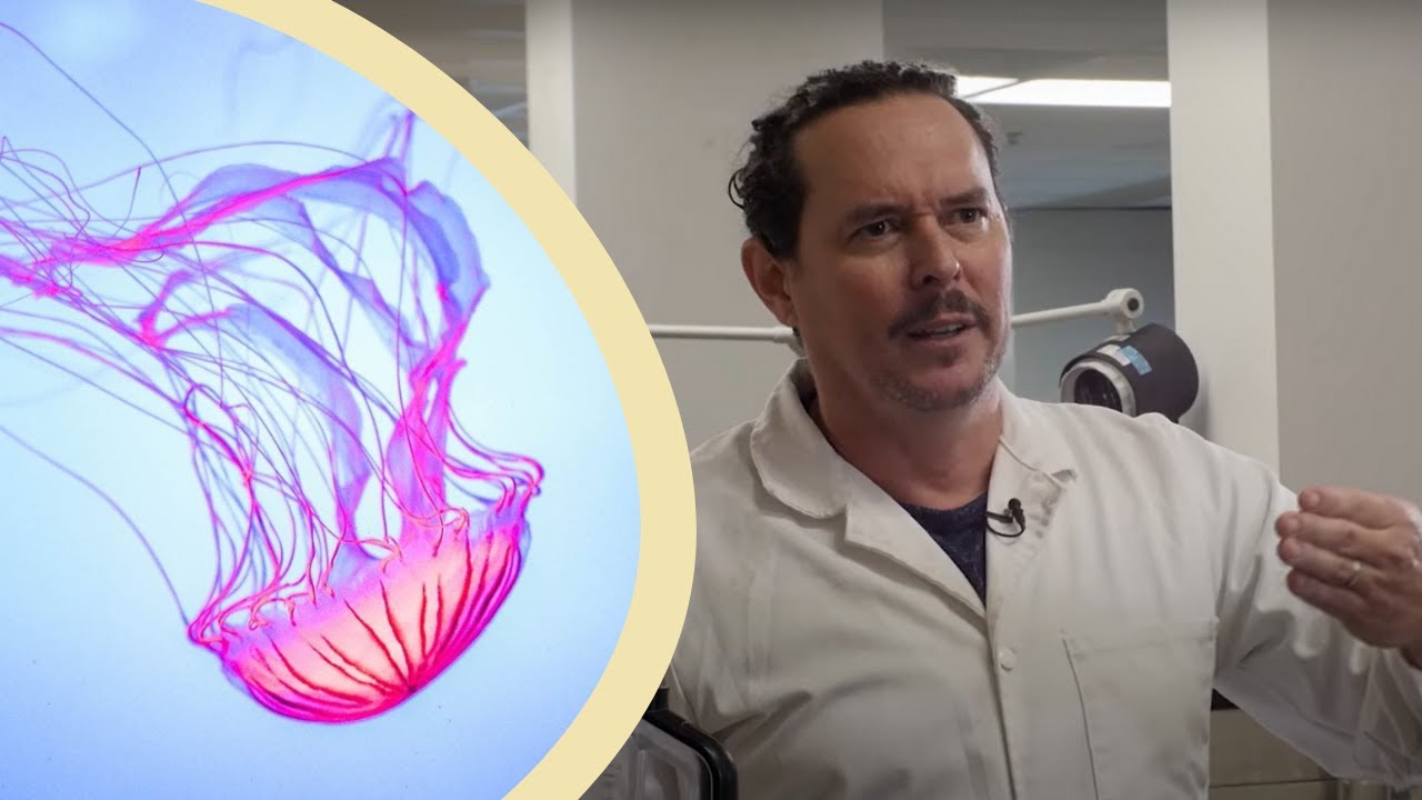 Early Animal Evolution, From Sponges to Jellyfish YouTube