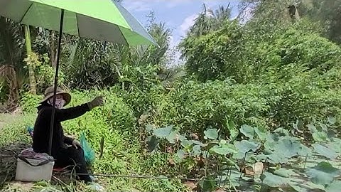 Câu cá rô đồng mùa lúa chín BÀ  xã giật cá rô đồng lia lịa luôn 