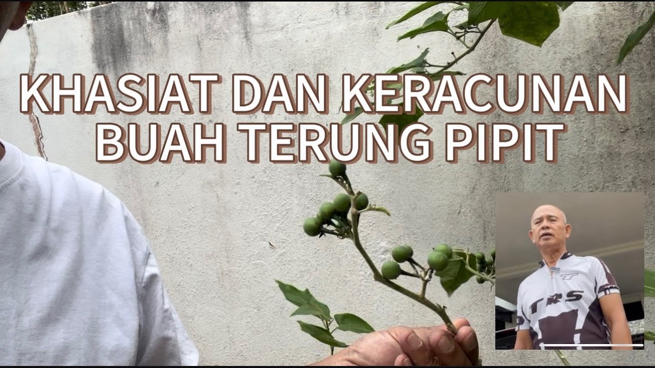 HERBA LIAR - KHASIAT DAN KERACUNAN BUAH TERUNG PIPIT