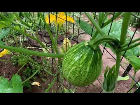 NEW SQUASH HYBRID CREATED BY ACCIDENT IN GARDEN
