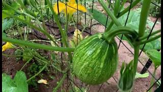 NEW SQUASH HYBRID CREATED BY ACCIDENT IN GARDEN
