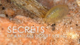 Secrets of a Mojave Desert Spring – Amphipods and Springsnails