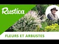 Saule crevette  plantation et entretien