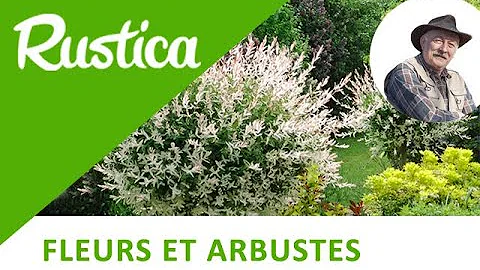 Est-ce que le saule crevette gelé T-IL ?