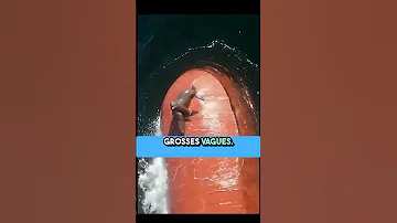 Pourquoi Les Otaries Adorent Monter Sur Les Bateaux 