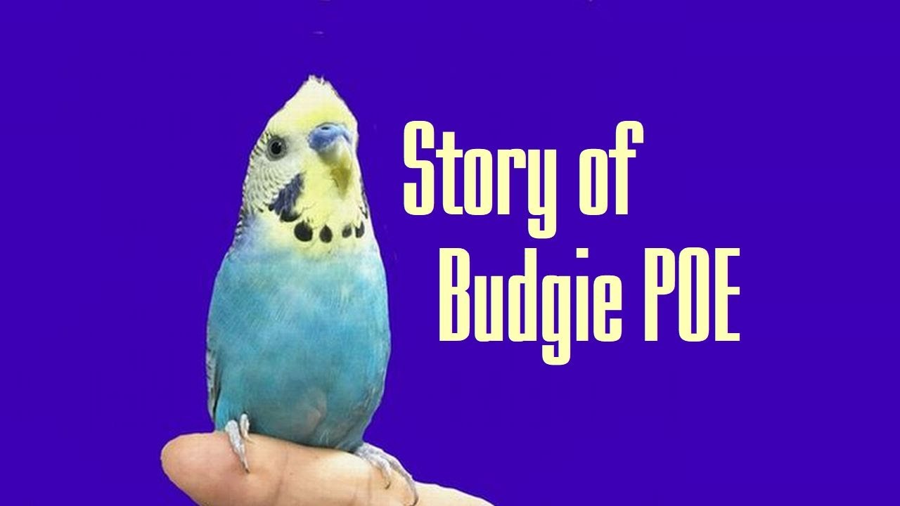 セキセイインコ ハルクインの特徴 Budgie Mutation Harlequin Recessive Pied Talking Parakeet Happy Chan Youtube