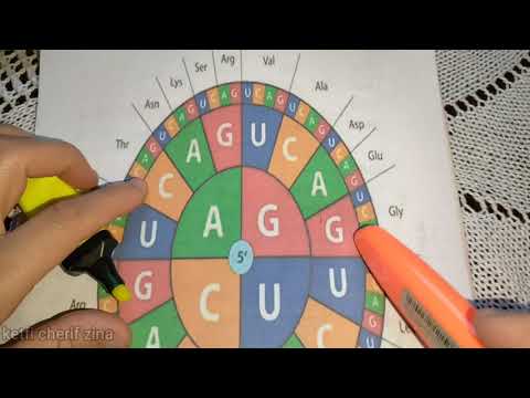 بكالوريا كيفية قراءة جدول الشفرة الوراثية وعجلة الكودونات كيف تقرأ جدول الشفرة الوراثية