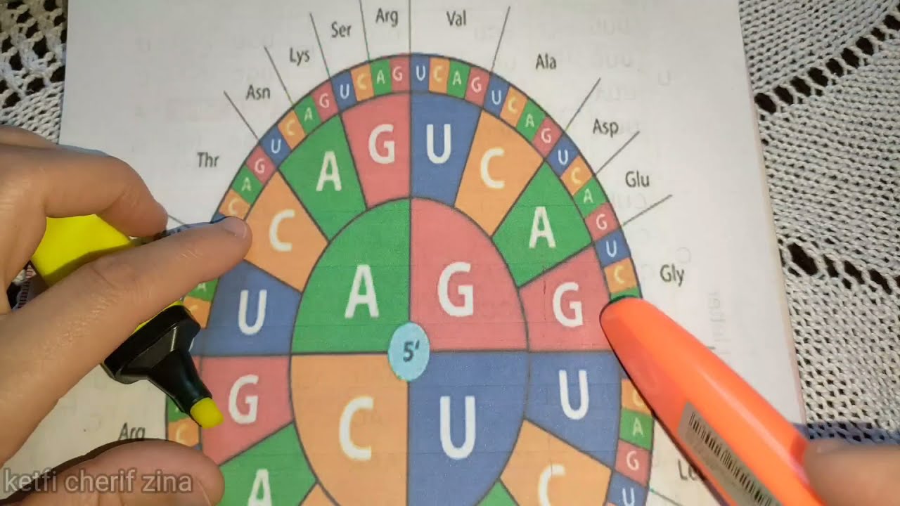 بكالوريا💪كيفية قراءة جدول الشفرة الوراثية😍 وعجلة الكودونات🤗 كيف تقرأ جدول الشفرة الوراثية؟