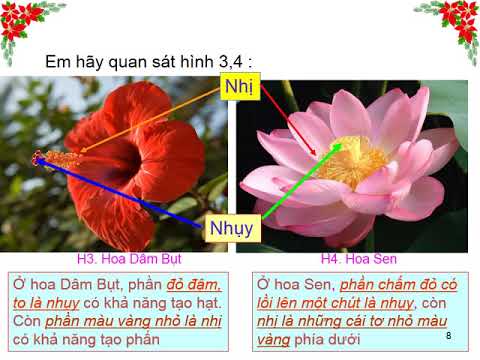 T26 - Khoa học 5 - Cơ quan sinh sản của thực vật có hoa