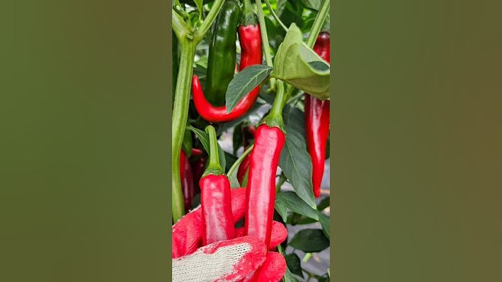 🌶 작년 고춧가루 말고 이제는 햇고추가루 써보세요! 단내 나는 국산 고춧가루 넣으면 맛이 달라요~(댓글 참조) #국산고추가루 #햇고추가격 #햇고추가루가격 #여수이노집
