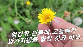 엉겅퀴, 방가지똥, 민들레, 씀바퀴를 합친 것 만큼 효과 좋은 바닷가 약초 by 큰세상약초TV 2,989 views 7 days ago 5 minutes, 22 seconds