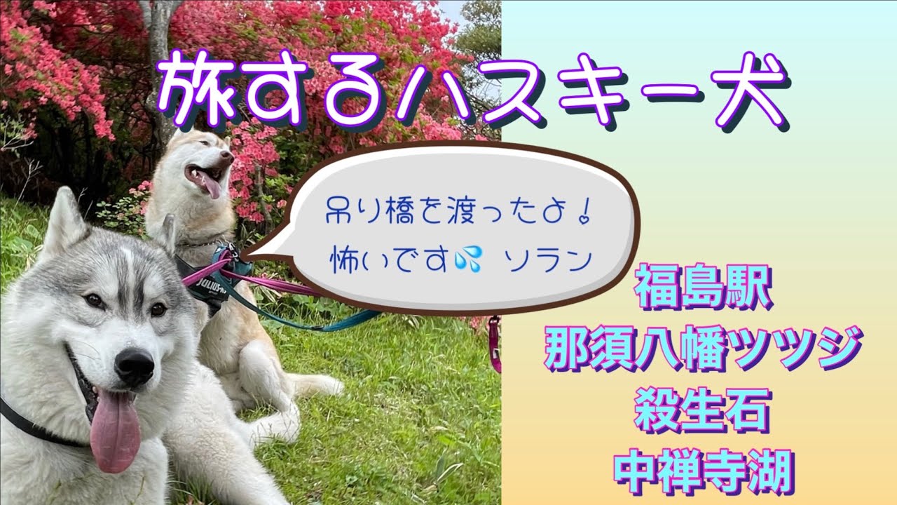 【旅するハスキー兄弟】八幡ツツジは綺麗！つつじ吊り橋は厳しい😆