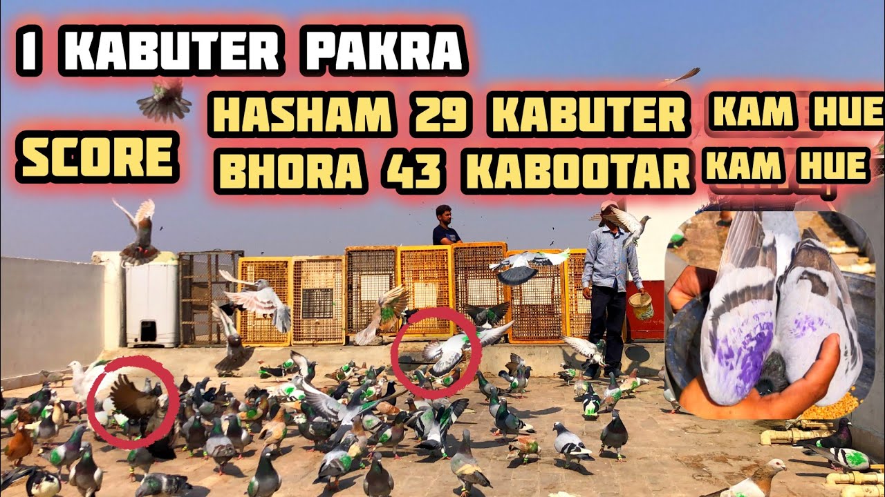 1 kabuter pakra | Hasham 29 kabuter kam hue | Bhora 43 kabutar kam hue | 400 Naw kabutaro k ladaiyan