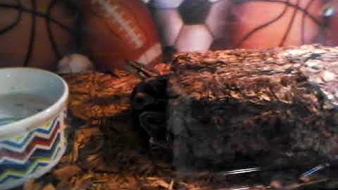 How To Feed a Snake Frozen Thawed Rodents - Benjamin