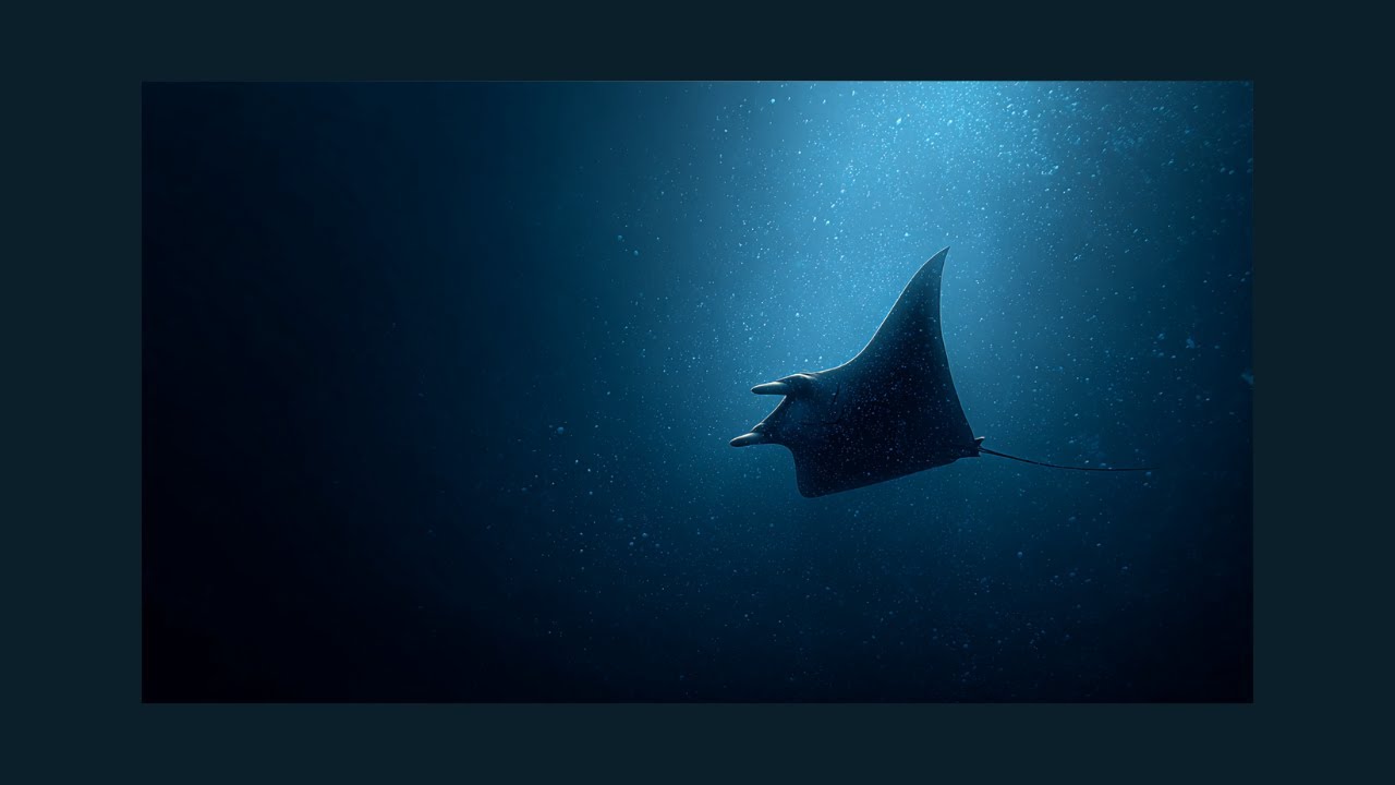 Manta Ray – Silent Glide | Deep Sea Ambient Sound for Sleep & Meditation (1 Hour)