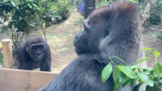 何かを訴えるような目で、父親の顔を見つめ続けるキンタロウ ⭐️ゴリラ Gorilla【京都市動物園】Kintaro keeps staring at his father's face .