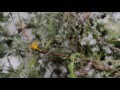 Одуванчики и первый снег /  Dandelions and first snow