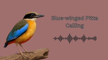 The Call of the Blue-winged Pitta | Summer Migrant to Northern Thailand