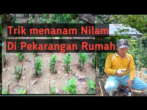 Trik menanam Nilam di pekarangan rumah