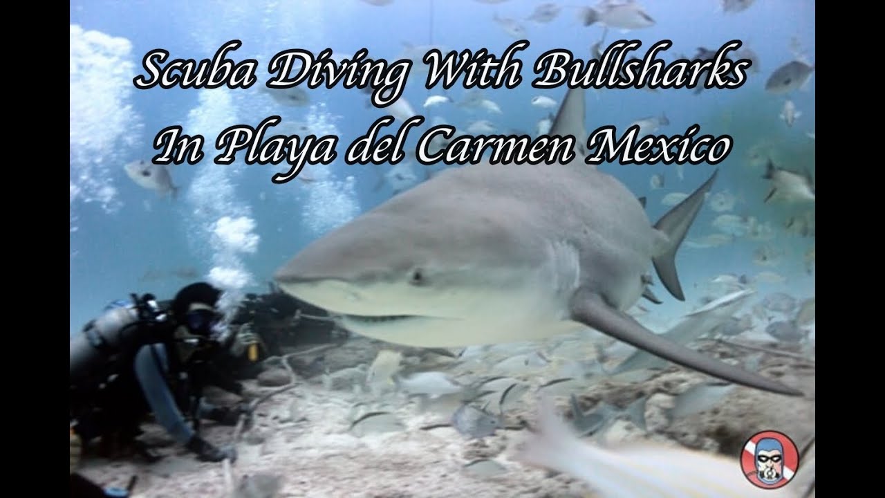 Scuba Diving With Bull Sharks Off Playa Del Carmen Mexico - YouTube