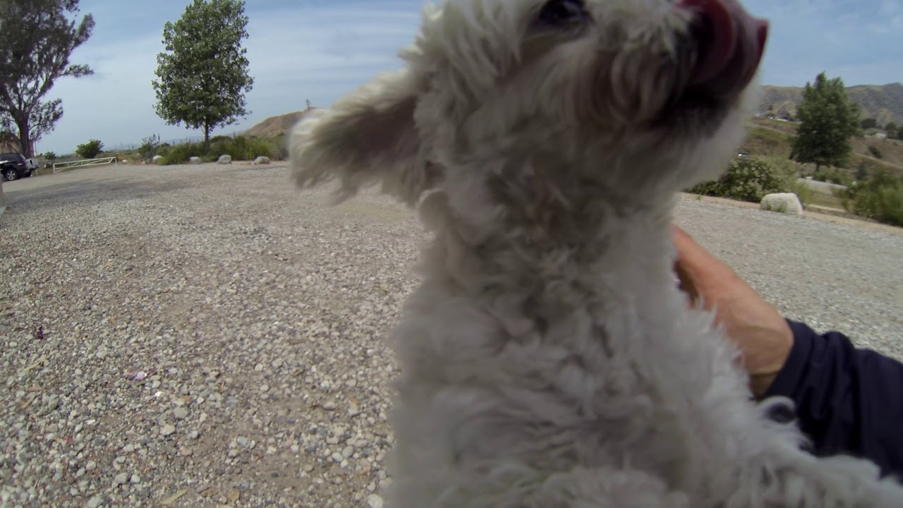 GOPR2190 Shylah-777 playlist