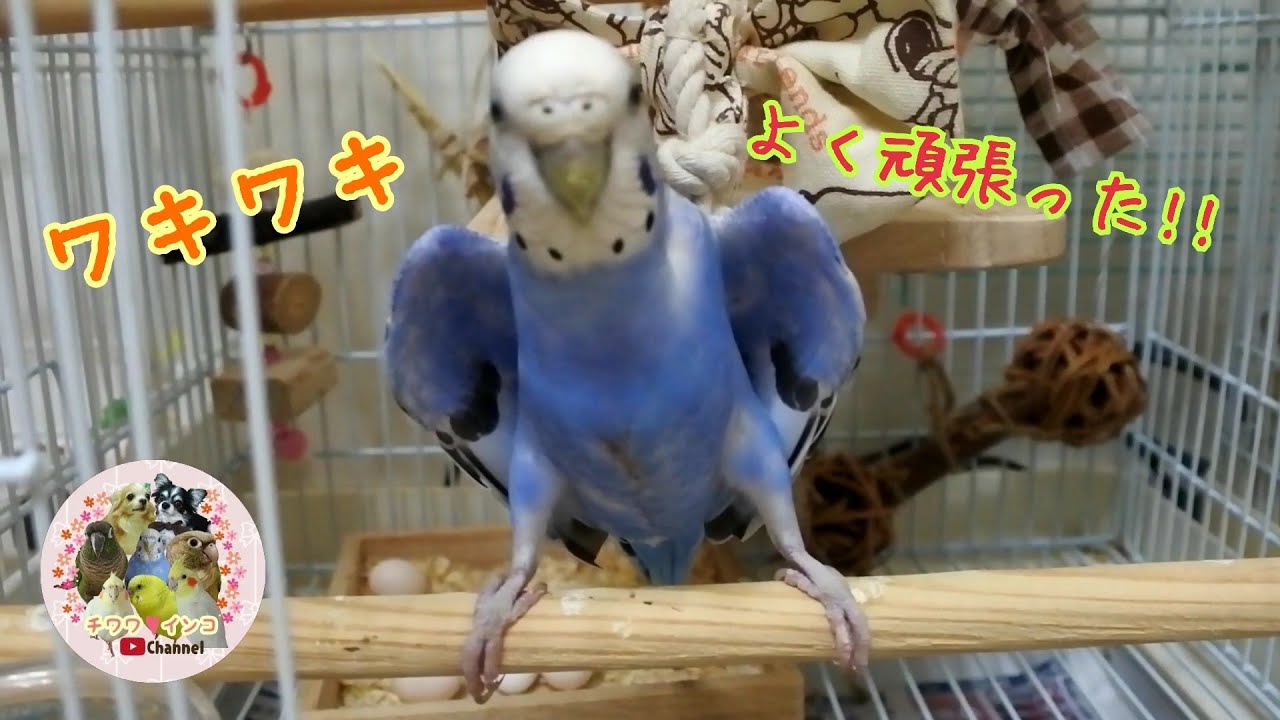 セキセイ インコ 卵 産ん だ 後