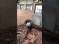 Giant Anteater attacks logs looking for food. #shorts