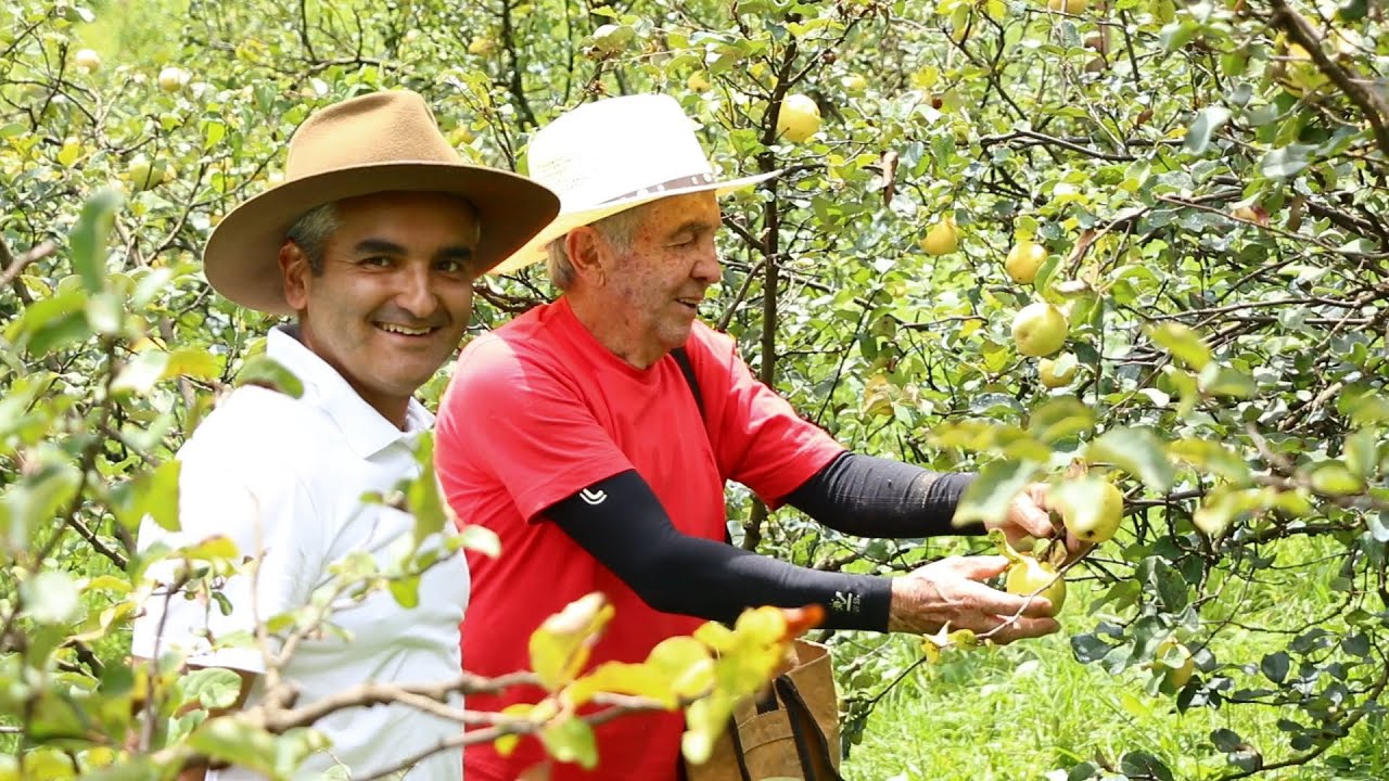 Lavoura de Marmelo em Marmelópolis MG