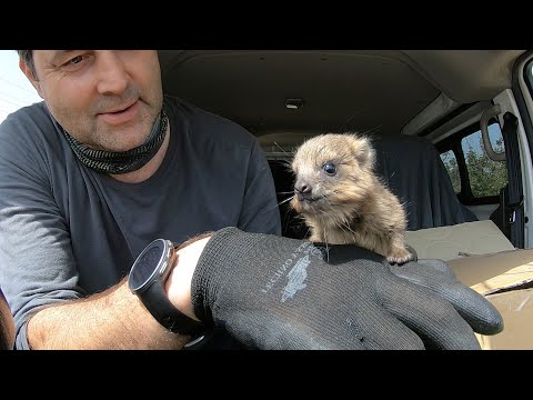 Видео: Буу нунтаг олборлогчид. Донецк дахь Цай Гуо-Цян 