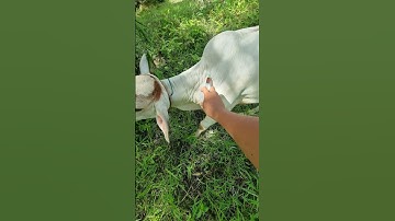 PENYUNTIKAN ANTIBIOTIK PADA ANAK SAPI #animals #cow #shorts