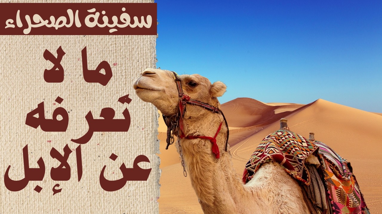 سفينة الصحراء المفقودة: ما لاتعرفه عن الإبل. #اكسبلور #قصص #وثائقي #القرآن_الكريم