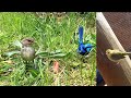 Silvereye bird bad start, ended well, Helping, Wax-eye, Splendid fairywren, WA