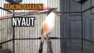 suara cendet gacor TOET TOET PANCINGAN CENDET AGAR BUNYI jadikan BURUNG PENTET GACOR DOR
