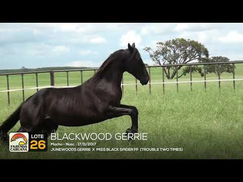 LOTE 26 - BLACKWOOD GERRIE