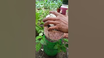 cara menanam tomat metode tumpang sari#shorst #gardening #caramerawattanaman #fypyoutube