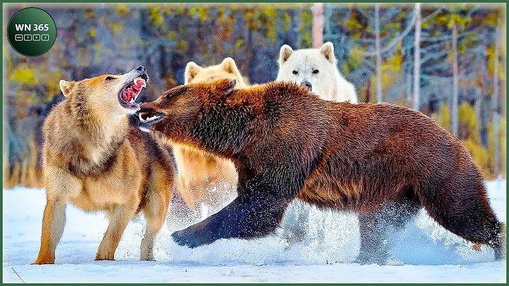 🔴Craziest Grizzly Bear Attacks Ever Caught On Camera | Animal Fights#1